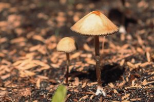 Psilocybin